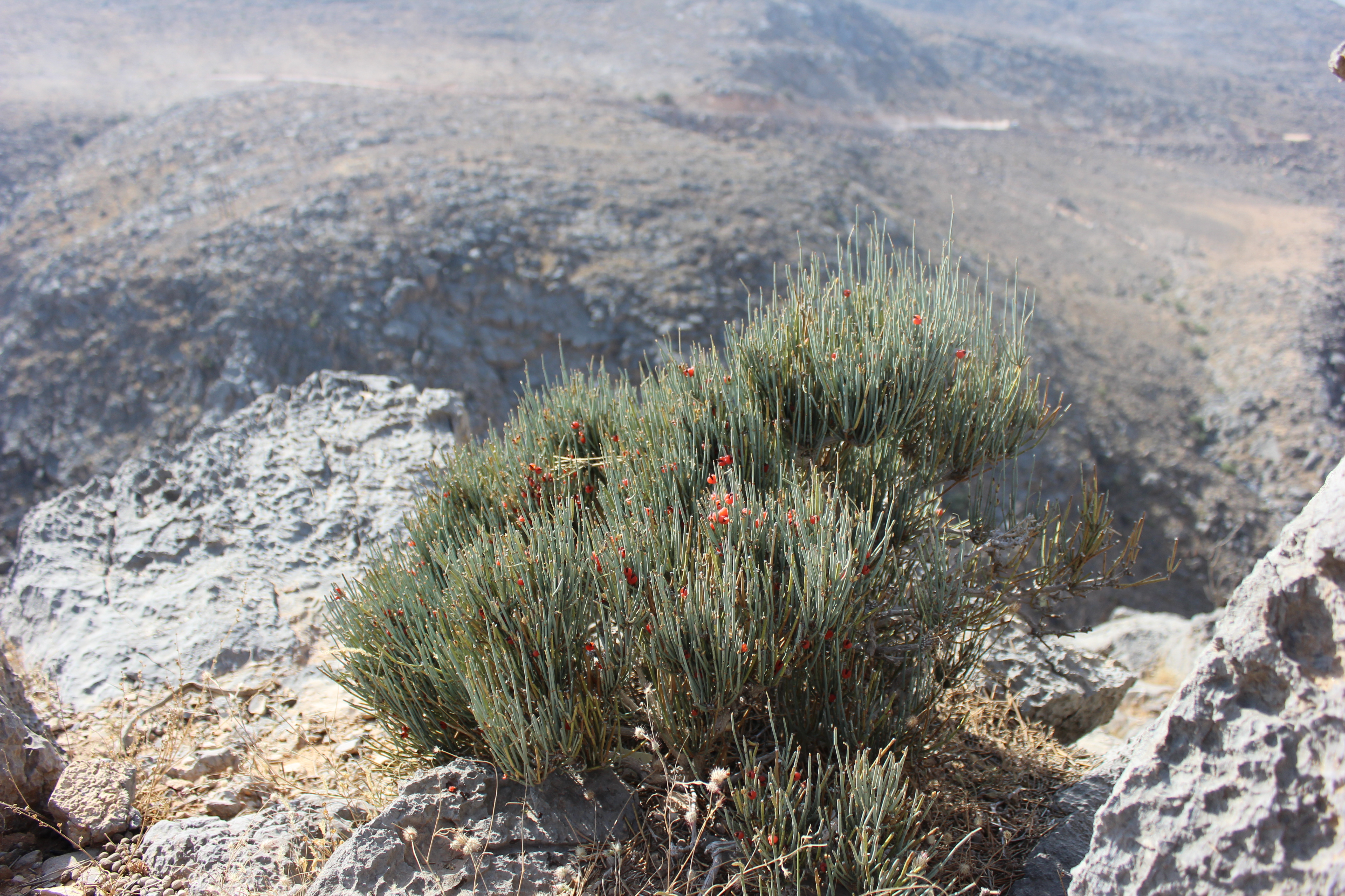 /UploadedFiles/image in en.jpg